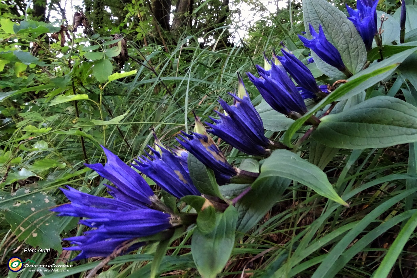 12 Genziana minore (Gentiana asclepiadea).JPG